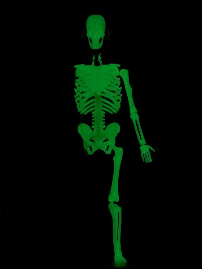 Набор для опытов по анатомии &laquo;Строение тела&raquo;, светится в темноте, с мягкими органами