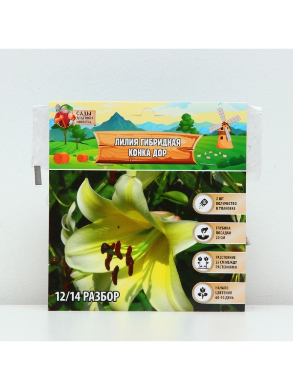 Лилия гибридная «Конка Дор», луковица в пакете с перфорацией, р-р 14/16, 2 шт.