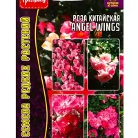 Семена цветов Роза Angel Wings китайская 7шт.  АКЦИЯ !!!  12.28 г.
