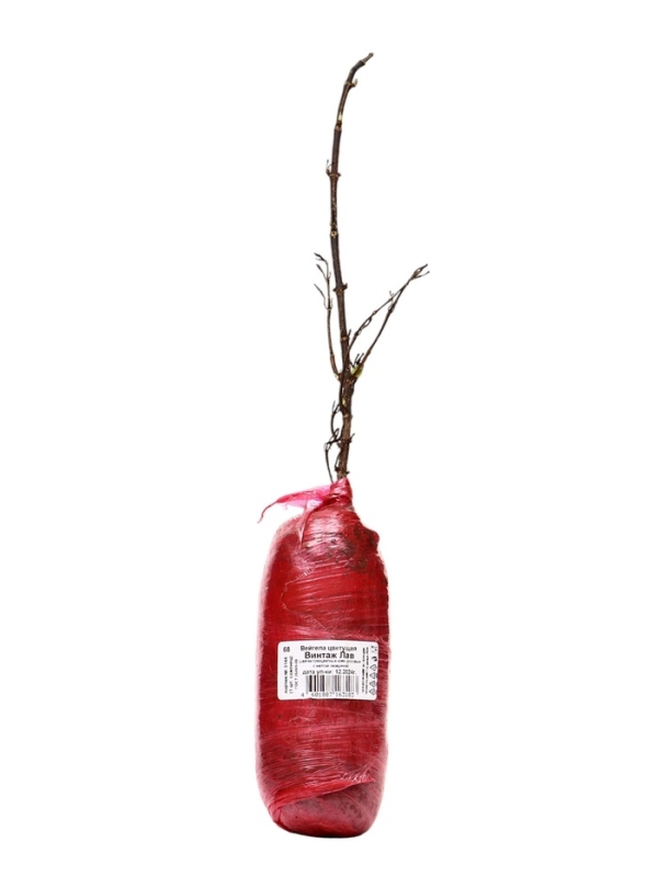 Вейгела цветущая Люкс «Винтаж Лав», саженец, туба, 1 шт. Вейгела цветущая Люкс «Винтаж Лав», саженец, туба, 1 шт.