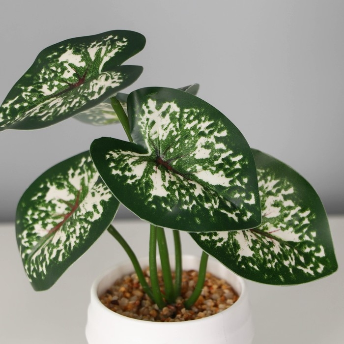 Бонсай в горшке Бонсай в горшке "Диффенбахия элегант галант" 6х13 см, зелёный