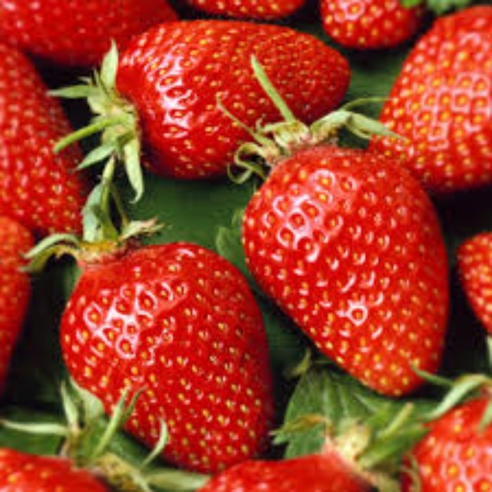 Рассада Земляники круноплодной (клубники) ФРИГО Сандра (Sandra) A (9-15 мм), P9 Горшок Рассада Земляники круноплодной (клубники) ФРИГО Сандра (Sandra) A (9-15 мм), P9 Горшок