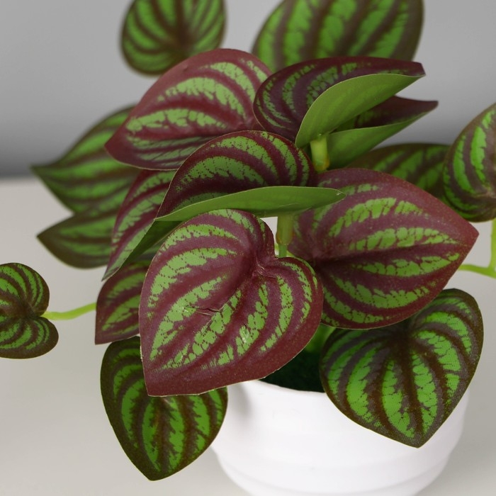 Бонсай в горшке Бонсай в горшке "Пеперомия элегант" 6х11 см, зелёный