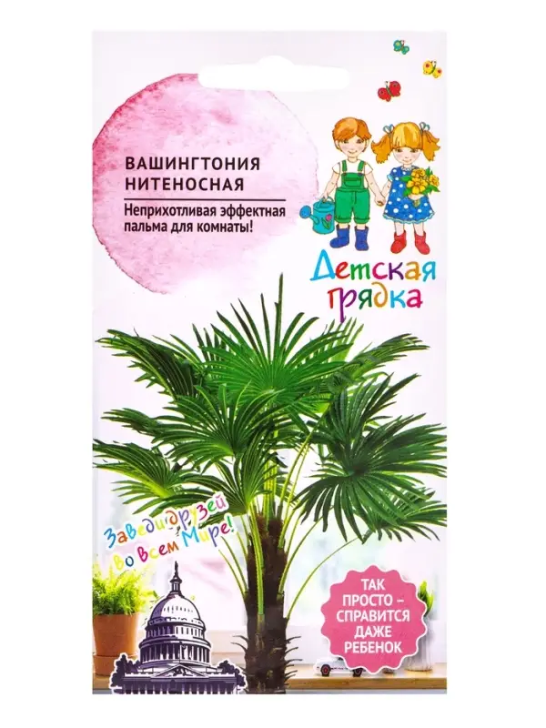 Семена цветов Вашингтония нитеносная 5шт Детская грядка