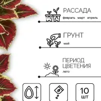 Семена Цветов Колеус "Визард", 10 шт
