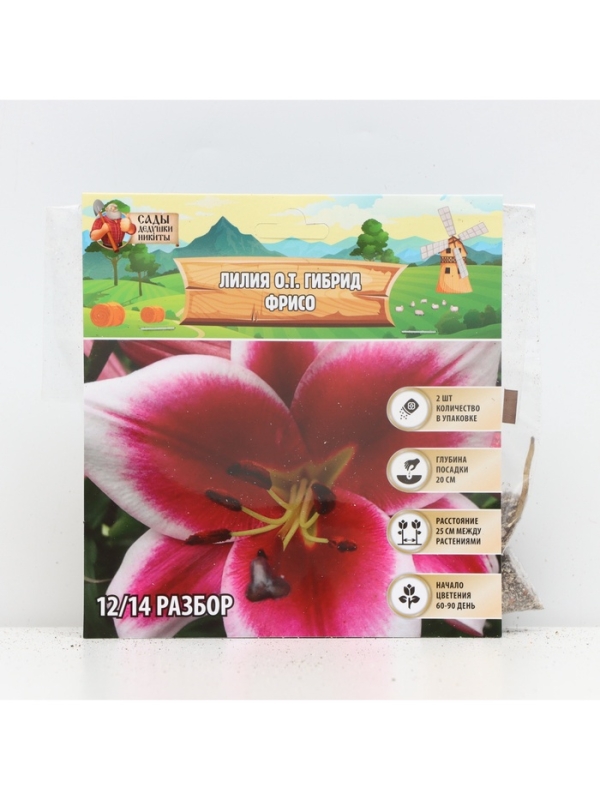 Лилия О.Т. Гибрид Friso, луковица в пакете с перфорацией, р-р 12/14, 2 шт.