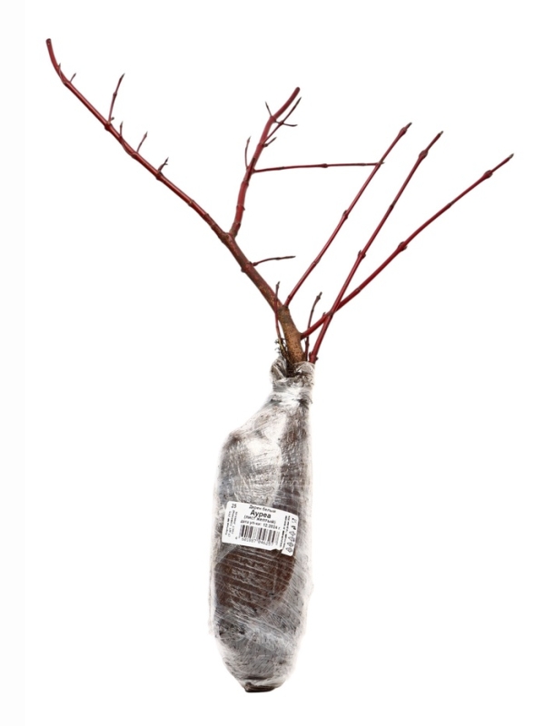 Дерен белый «Ауреа», саженец, декоративный, 1 шт., туба