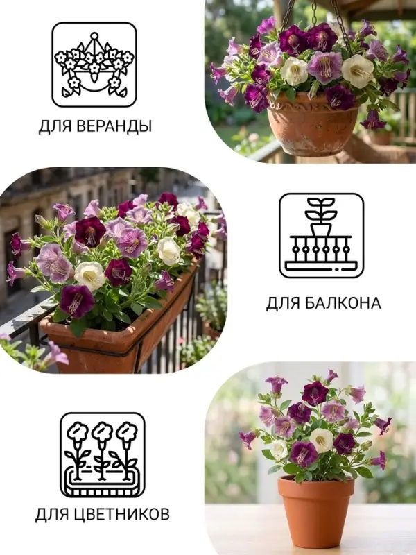 Семена цветов Кобея "Гжельские узоры", 0,45 г