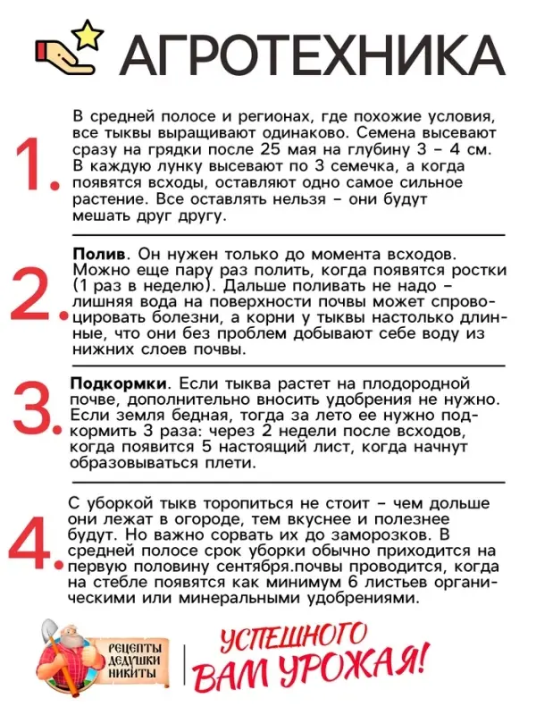 Семена Тыква мускатная "Прикубанская", 2 г