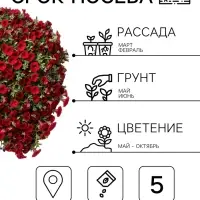 Семена цветов Петуния &laquo;Джоконда&raquo; F1, фиолетовая, драже, 5 шт.