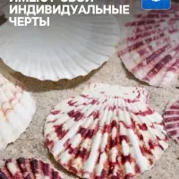 Набор ракушек, "Гребешок пуксидатус", размер 4 - 6 см, 100 г Набор ракушек, "Гребешок пуксидатус", размер 4 - 6 см, 100 г