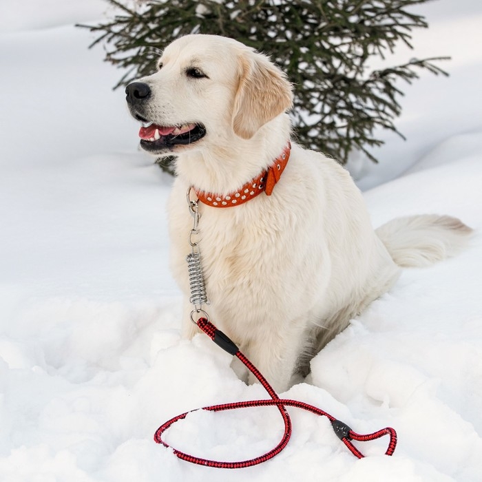 Поводок усиленный с амортизатором от рывка, 120 х 1,2 см, чёрно-красный Поводок усиленный с амортизатором от рывка, 120 х 1,2 см, чёрно-красный