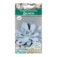 Семена Эхеверия Пеакоцкого "Десмета", 5 шт Семена Эхеверия Пеакоцкого "Десмета", 5 шт