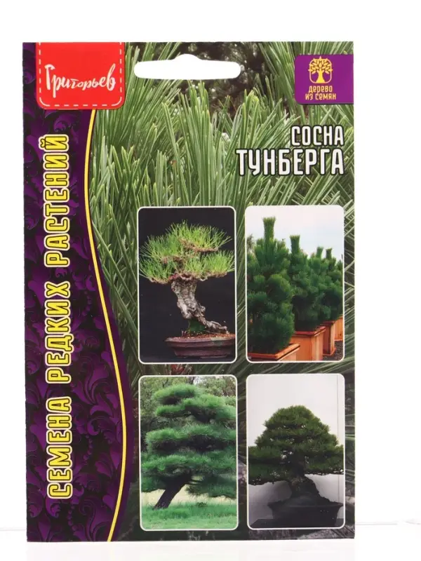 Семена цветов Сосна Тунберга  10 шт.  12.29 г.