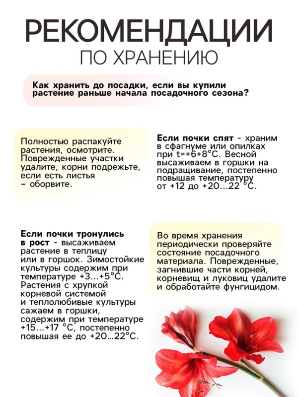 Амариллис Flamenco Queen, многолетник, луковица, р-р 22/24, 1 шт.