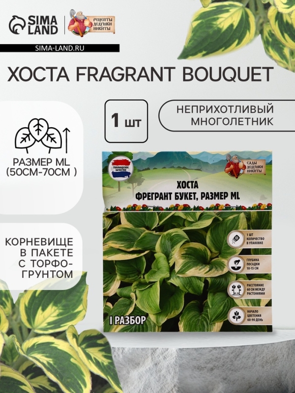 Хоста Fragrant Bouquet, корневище в пакете с торфогрунтом, р-р I, размер ML,1 шт.