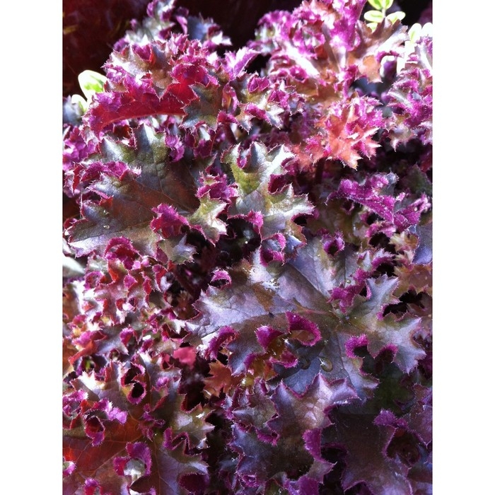 Гейхера (Хеухера) гибридная Кримсон Кёрлс, корневище в пакете с торфогрунтом, р-р I, 1 шт. Гейхера (Хеухера) гибридная Кримсон Кёрлс, корневище в пакете с торфогрунтом, р-р I, 1 шт.