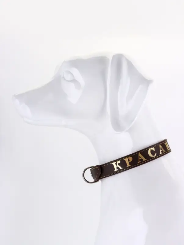 Ошейник однослойный Ошейник однослойный "Красавчик", 2.5 см, тиснение фольгой, микс цветов