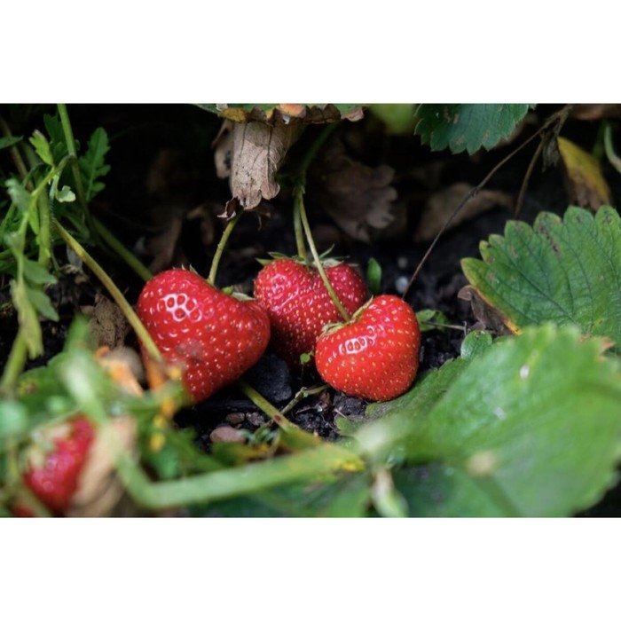 Рассада Земляники круноплодной (клубники) ФРИГО Элиани (Elianny) A (9-15 мм), P9 Горшок Рассада Земляники круноплодной (клубники) ФРИГО Элиани (Elianny) A (9-15 мм), P9 Горшок