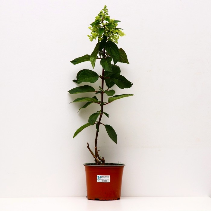 Гортензия метельчатая Кэндллайт, С3 горшок, Н10-50 высота, 1 шт, Лето 2024 Гортензия метельчатая Кэндллайт, С3 горшок, Н10-50 высота, 1 шт, Лето 2024