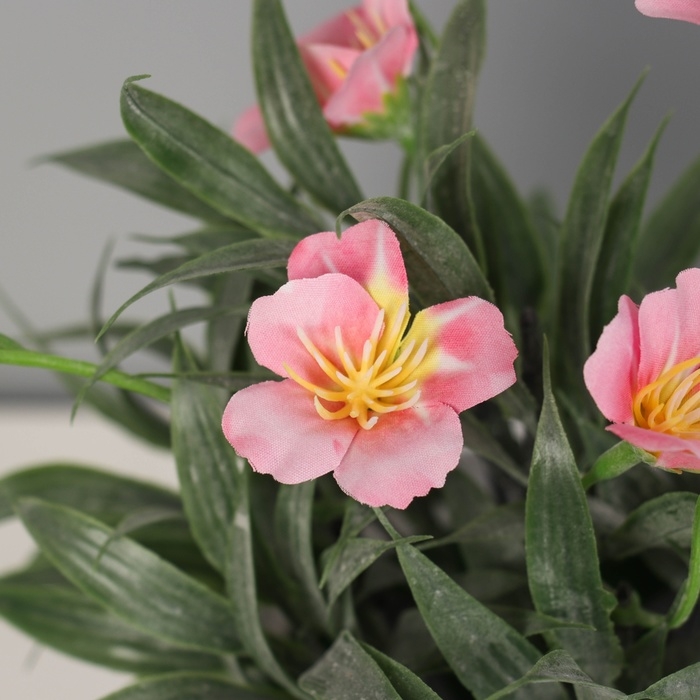 Бонсай в горшке Бонсай в горшке "Нолана бриз" 20х9 см, микс