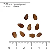 Семена Арбуз &laquo;Сахарный малыш&raquo;, 1 г