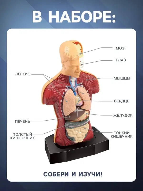 Научный опыт &laquo;Строение тела&raquo;
