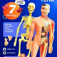 Набор для опытов &laquo;Строение тела&raquo;, анатомия человека