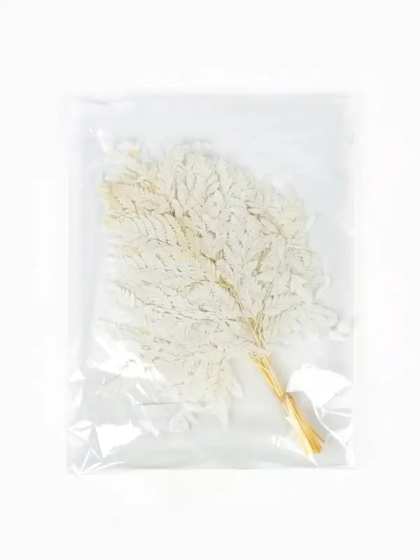 Сухоцвет Папоротник МИКС, 10 шт в упаковке