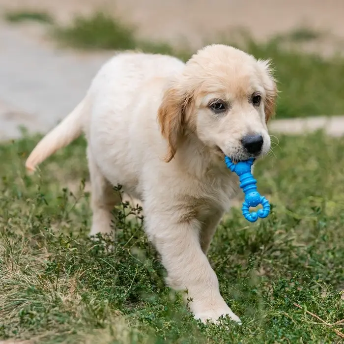 Игрушка для собак резиновая &laquo;Гантель-крабы&raquo;, TPR, 11.5&times;2 см, голубая