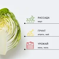 Семена Капуста белокочанная &laquo;Настя&raquo;, F1, 0.1 г, &laquo;Аэлита&raquo;