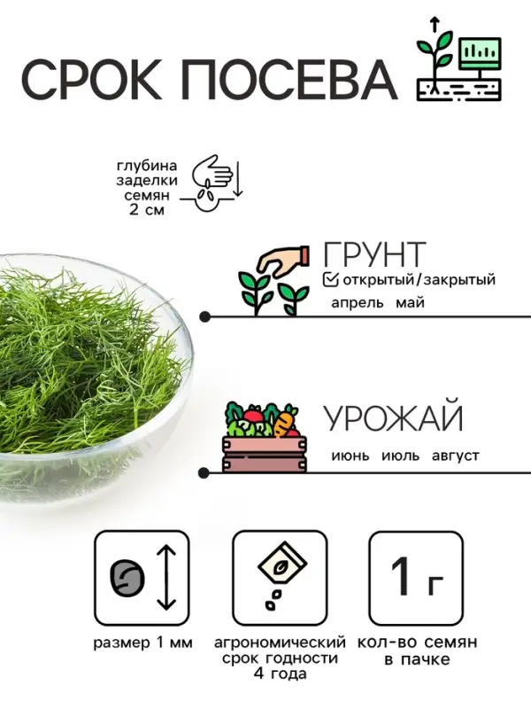 Семена Укроп  Семена Укроп "Кибрай", 1 г