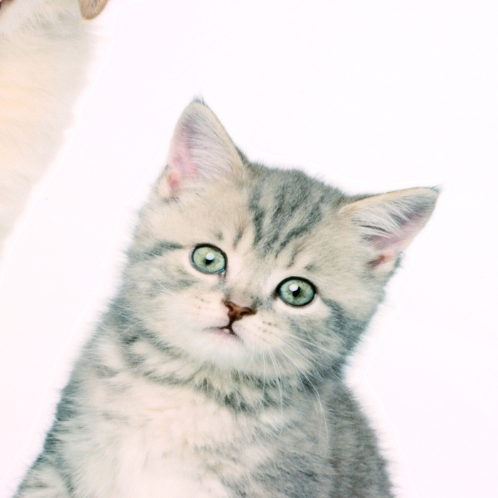 Наклейка 3Д интерьерная Домашние питомцы 45*40см