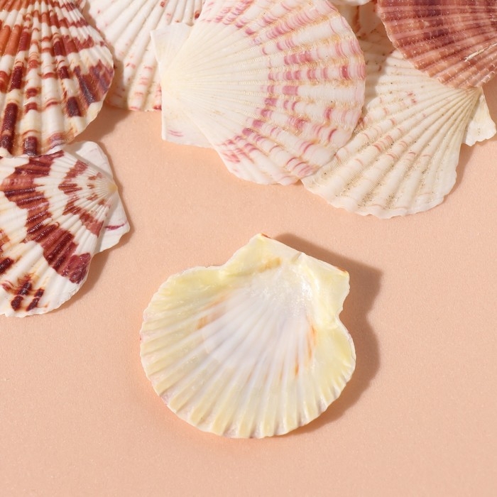 Ракушки природные декоративные "Гребешок" набор 100 гр