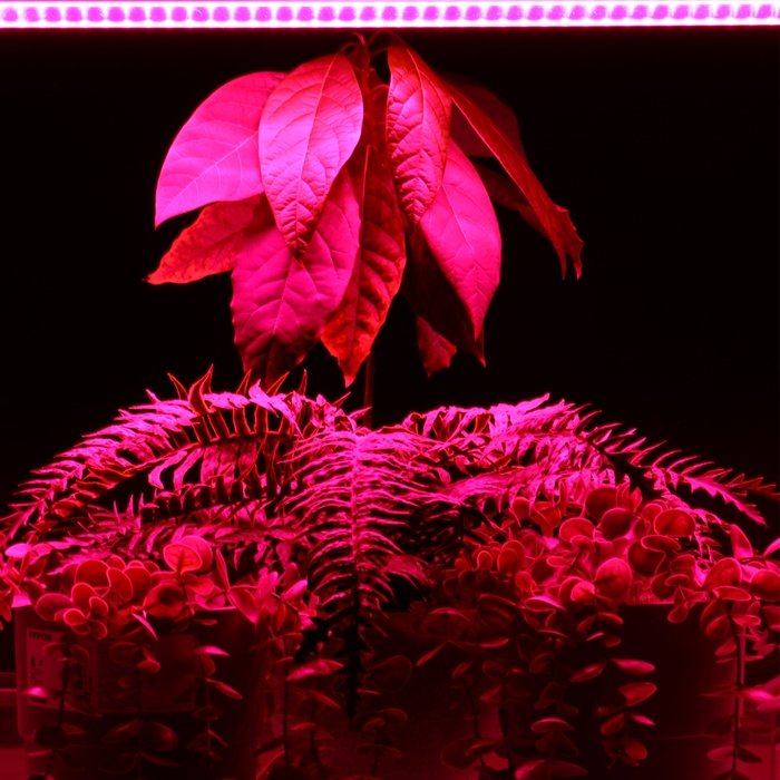 Фитосветильник светодиодный, 14 Вт, 872 мм, IP20, сине-красный спектр, фиолетовый, FITO-14W-Т5-N, «ЭРА» Фитосветильник светодиодный, 14 Вт, 872 мм, IP20, сине-красный спектр, фиолетовый, FITO-14W-Т5-N, «ЭРА»