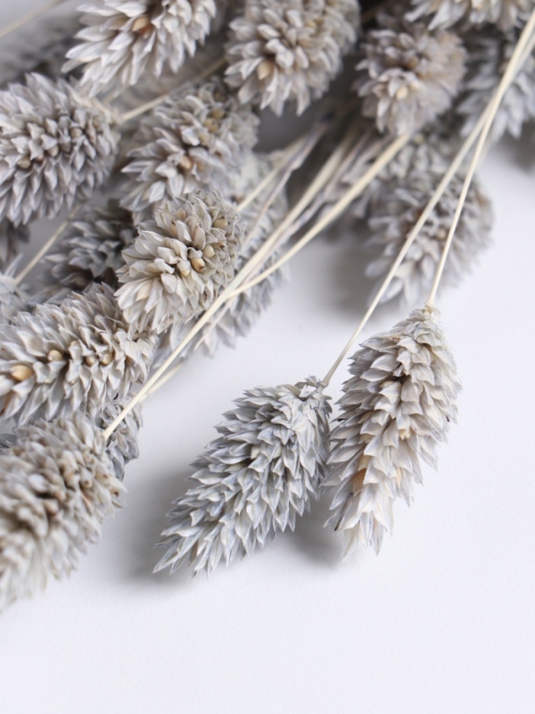 Набор сухоцветов "Фаларис", банч длина 55 (+/- 6 см), голубой