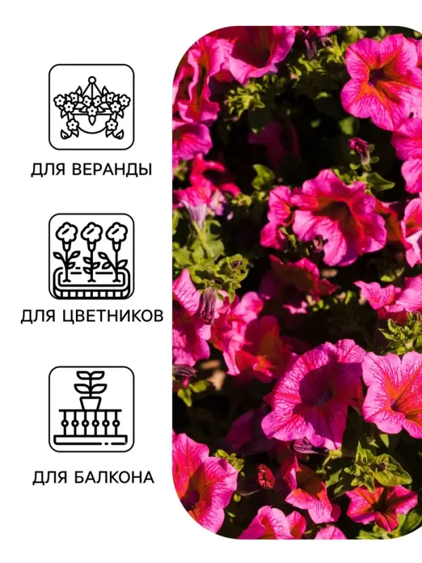 Семена цветов Петуния &laquo;Тоскана кьянти&raquo; крупноцветковая, F1, 5 шт., &laquo;АЭЛИТА&raquo;