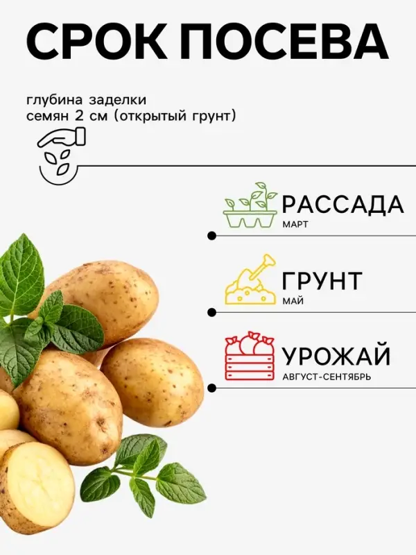 Семена Картофель &laquo;Импала&raquo;, 25 шт., &laquo;Дом семян&raquo;