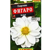 Семена цветов Георгина Фигаро махровая белая , Ц/П,7 шт. Семена цветов Георгина Фигаро махровая белая , Ц/П,7 шт.