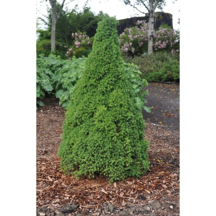 Ель канадская Ель канадская "Коника Децембр", Р9, 1шт, h 3-20 см, Осень 2024