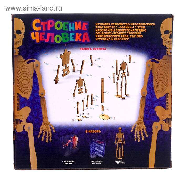 Набор для опытов «Строение человека», 10 обучающих карточек Набор для опытов «Строение человека», 10 обучающих карточек