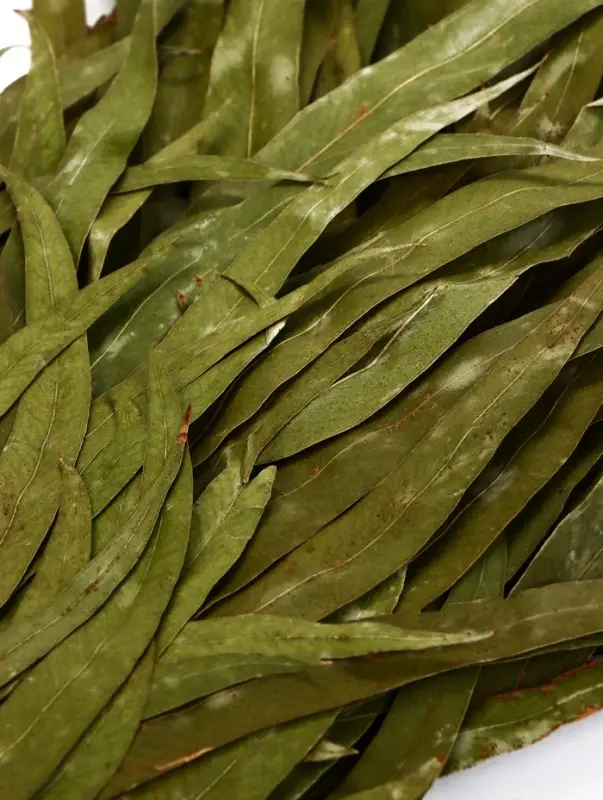 Веник для бани, эвкалиптовый, 53 (&plusmn;2) см, &laquo;Добропаровъ&raquo;