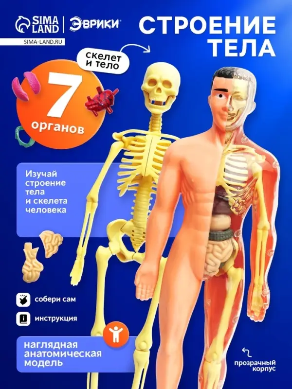 Набор для опытов &laquo;Строение тела&raquo;, анатомия человека