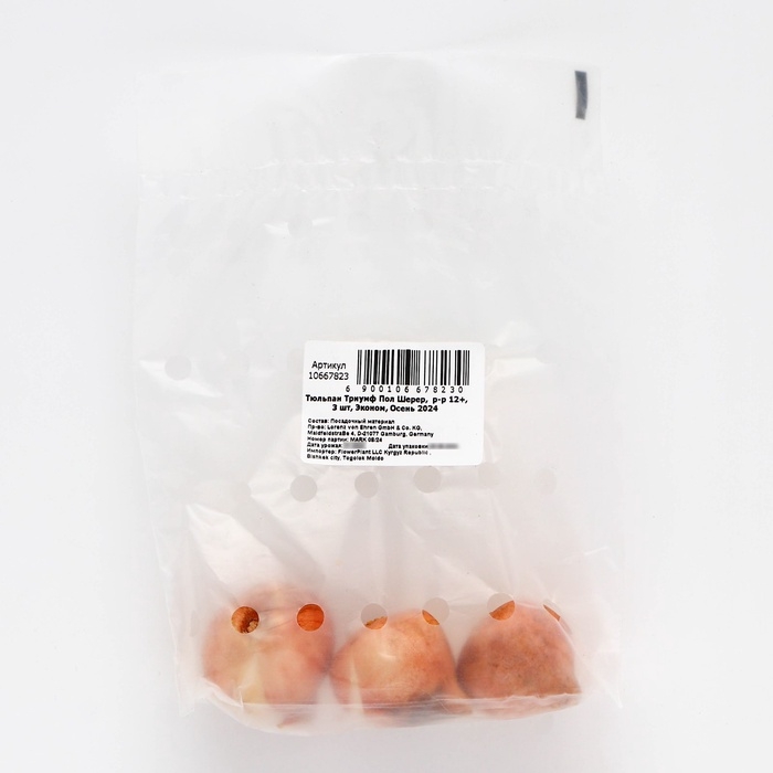 Тюльпан Триумф Пол Шерер,  р-р 12+, 3 шт, Эконом, Осень 2024 Тюльпан Триумф Пол Шерер,  р-р 12+, 3 шт, Эконом, Осень 2024