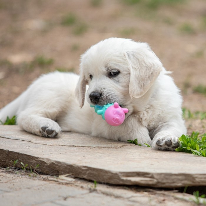 Игрушка жевательная Игрушка жевательная "Гусеница", TPR, 12,5 см, микс цветов