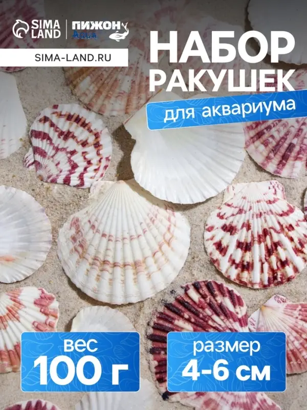 Набор ракушек,  Набор ракушек, "Гребешок пуксидатус", размер 4 - 6 см, 100 г