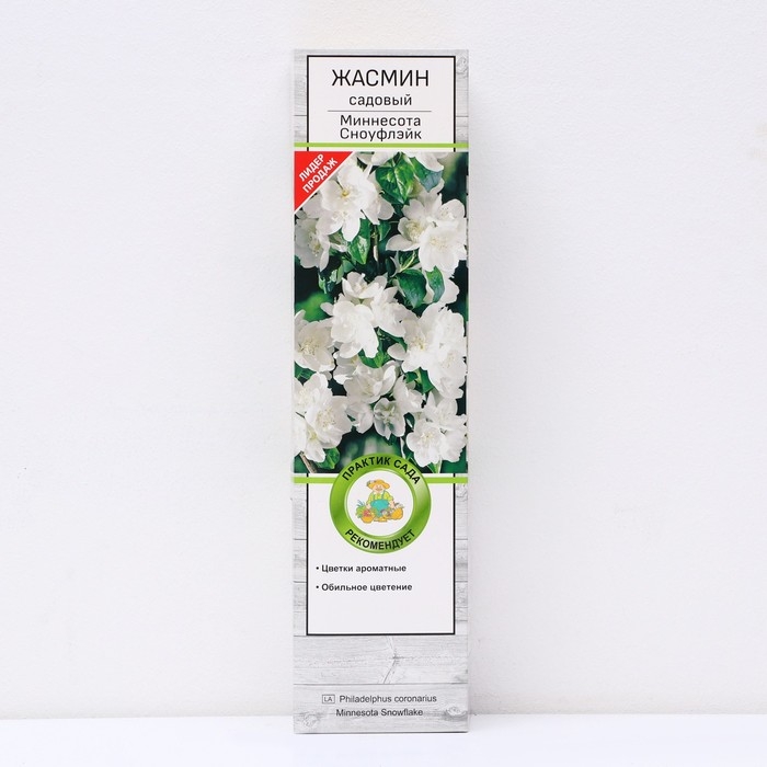 Жасмин садовый (Чубушник) "Миннесота Сноуфлэйк" 1 шт, туба, Весна 2025