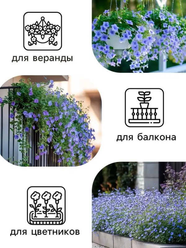 Семена цветов Лобелия &laquo;Сапфир&raquo; ампельная, однолетник, 0.05 г, &laquo;Аэлита&raquo;