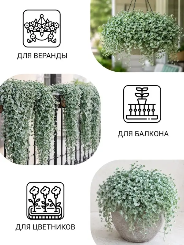 Семена цветов Дихондра "Серебристый водопад", ц/п, 3 шт