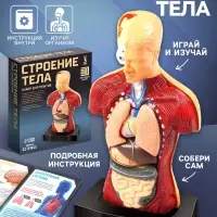 Научный опыт &laquo;Строение тела&raquo;